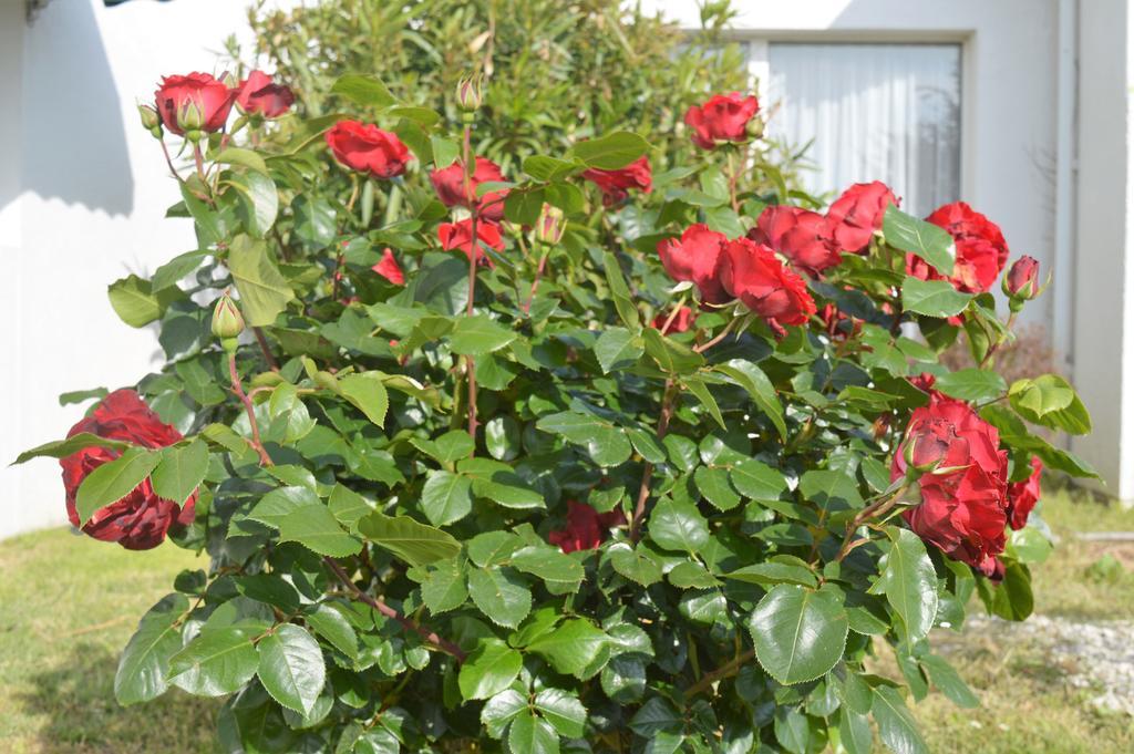 Les Jardins D'Oleron Hotel แซ็ง ปิแอร์ ดิ โอเลรอง ภายนอก รูปภาพ